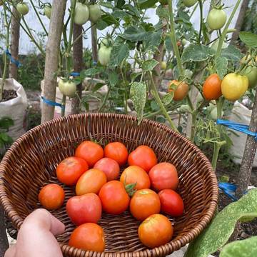 Santai di Halaman Rumah Jadi Pilihan Sehat