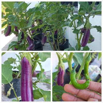 Tips Berkebun untuk Mengurangi Ketergantungan Gawai