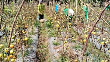 Harga Komiditi Pertanian di Belu Anjlok Petani Merugi