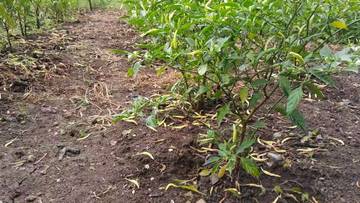 Petani Merugi Pertanaman Cabai Rontok Buah Sebelum Panen