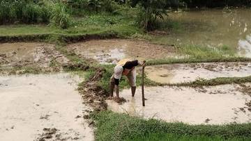 Curah Hujan Sawah Tadahan di Belu Persiapan Tanam