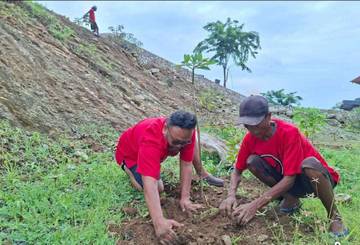 Hut Megawati DPC PDI-P Belu Tanam Pohon Sakura 