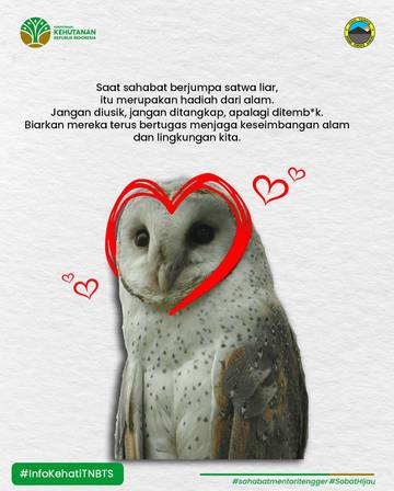 Burung Hantu Putih Efektif Kendalikan Hama Tikus Sawah