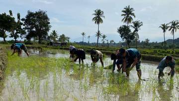 Satgas Yonarmed 12 Kostrad Pos Maubusa Bersama Warga Tanam Padi