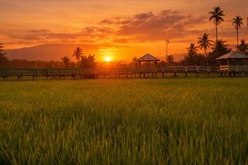 Pesona Senja Sawah Pailelang Memikat Pengunjung Sore Hari
