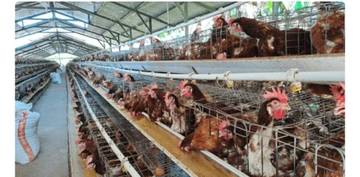 Perawatan Ayam Petelur Kelompok Ak Nunu di TTU 