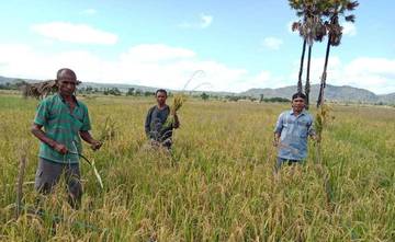 Produksi Beras Organik Dorong Pertanian Ramah Lingkungan