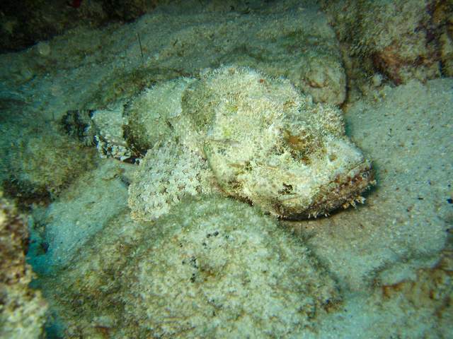 Ini Beberapa Ikan Laut yang Berbahaya dan Mematikan - RRI.…