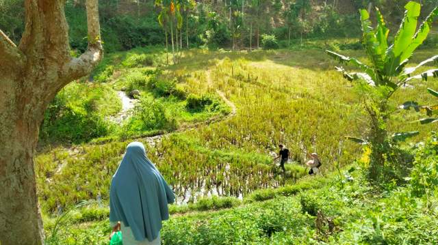Agrowisata Durian Tangse Cocok untuk Libur Weekend