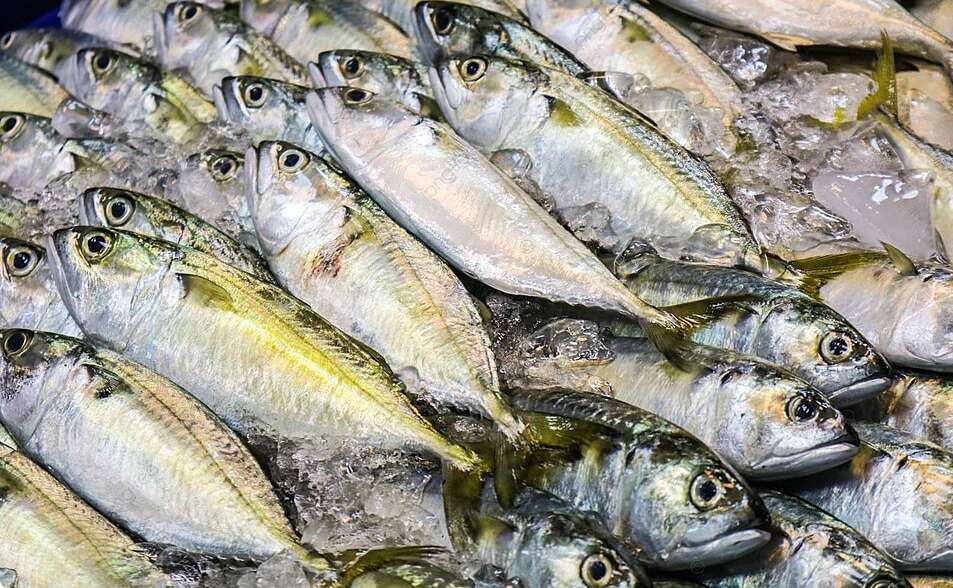 Ikan Ini Menempati Posisi Ke-4 Produksi Di RI?