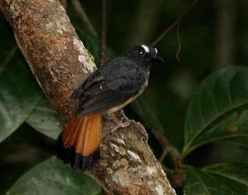 Mengenal Ceumpala Kuneng, Burung di Aceh yang Terancam Punah
