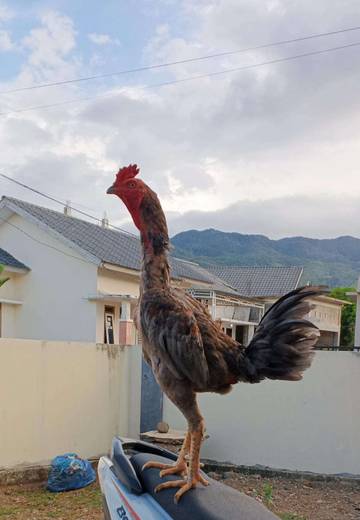 Jenis-Jenis,Ciri Dan Karekter Ayam Pama