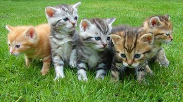 Merawat Kucing Dengan Baik Agar Tumbuh Sehat