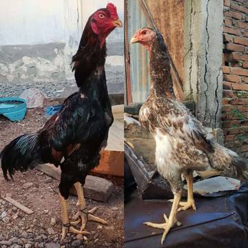 Ketahui Beberapa Jenis Ayam Shamo