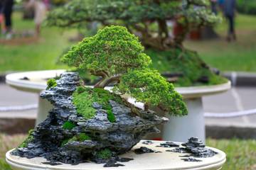Mengenal Jenis Tanaman Bonsai