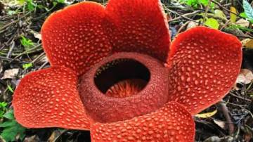 Mengenal Karakteristik Bunga Rafflesia