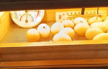 Hal yang Perlu Diketahui Proses Penetasan Telur Ayam 
