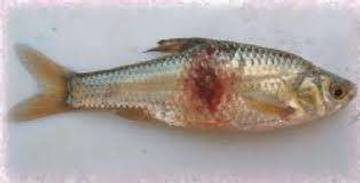 Begini Cara Mencegah Penyakit Jamur Ikan Air Tawar