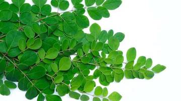 Daun Kelor, Tanaman Ajaib Penuh Khasiat 