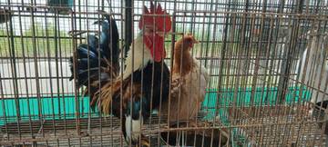 Tips Merawat Ayam Hias Agar Tetap Sehat