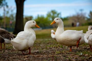 Cara Beternak Bebek Petelur bagi Pemula, Tertarik?