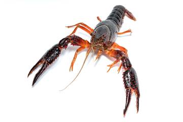 Begini Cara Budidaya Lobster Air Tawar Bagi Pemula