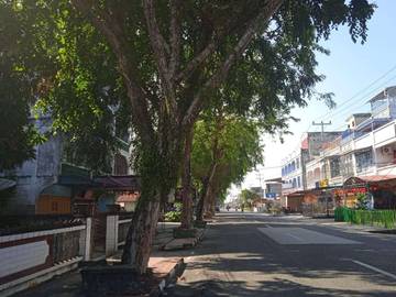 Angsana, Pohon Multifungsi Penjaga Lingkungan dan Kesehatan