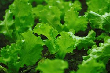 Cara Merawat Tanaman Sayur Bagi Pemula