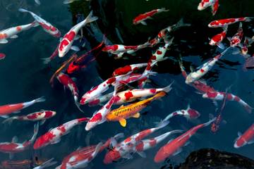 Berikut Kriteria Kolam Ikan Koi Yang Baik