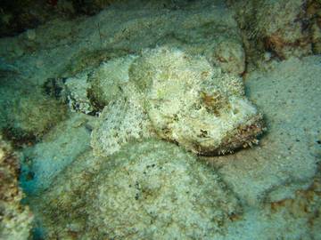 Ini Beberapa Ikan Laut yang Berbahaya dan Mematikan