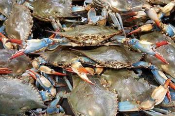 Siklus Hidup Kepiting Rajungan