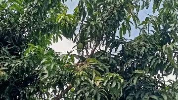 Tanaman Buah Tahan Cuaca Exstrem di Sekitar Rumah