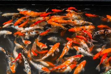 Cara Memilih Ikan Koi Yang Bagus