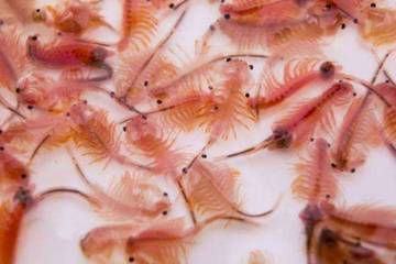 Metode Penetasan Artemia Sebagai Pakan Udang
