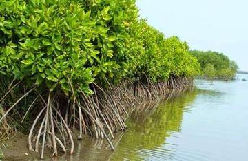 Pentingnya Hutan Mangrove bagi Lingkungan Hidup