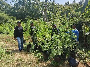 Polisi Musnahkan Ratusan Batang Ganja di Aceh Besar 