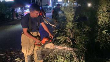 Pohon Tumbang Ganggu Lalin Jalan Soekarno Hatta