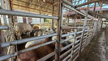 RPH Siapkan 50 Ton Daging untuk Meugang 
