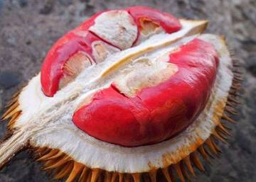Fakta Menarik dari Durian Merah