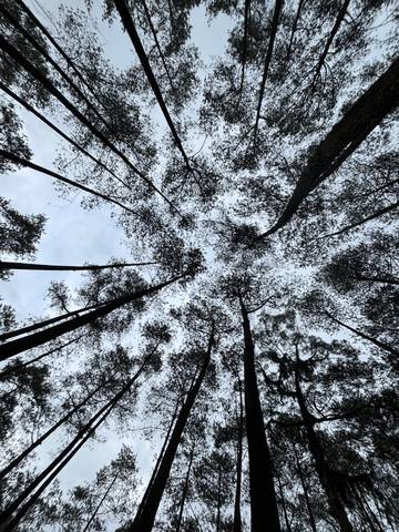 Keindahan Hutan Pinus di Lembang