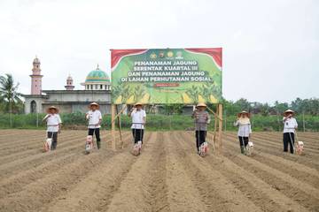 Pemkab Tulang Bawang Dukung Penanaman Jagung Serentak