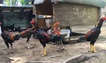 Tutorial Ternak Ayam Bangkok Rumahan untuk Pemula