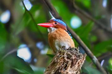 Kicau yang Kembali Nyaring di Bumi Way Kambas