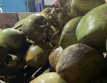 Kesegaran Kelapa Muda, Minuman Alami yang Tetap Diminati