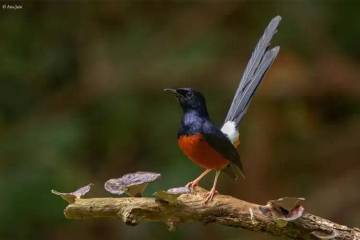 AGAR SUARA BURUNG MURAI GACOR