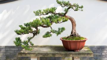 JENIS BONSAI DARI YANG TERMURAH DAN YANG TERMAHAL
