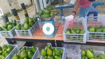 Mau Beli Alpukat? Ini Tips Memilih Alpukat