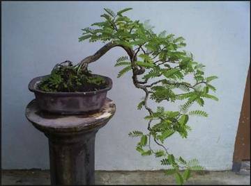 Membuat Bonsai Asam Jawa yang Indah