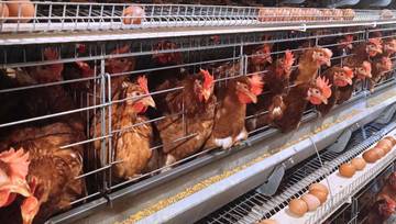 Apa Itu Ayam Petelur