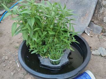 Keunggulan Berkebun Dengan Pola Hidroponik 